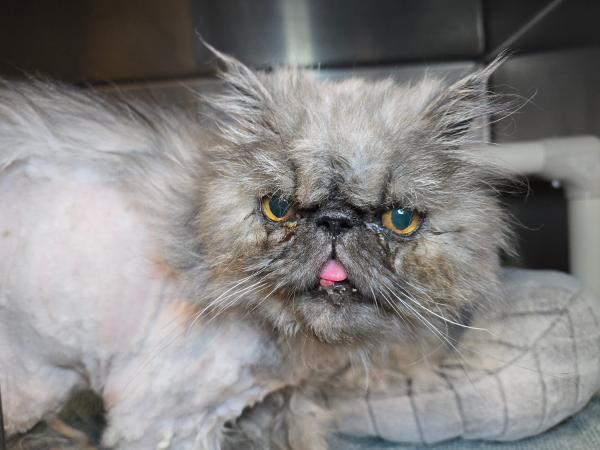 Rupert, an adoptable Persian in Millersville, MD, 21108 | Photo Image 1