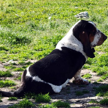 TORBEN - ADOPTION PENDING!