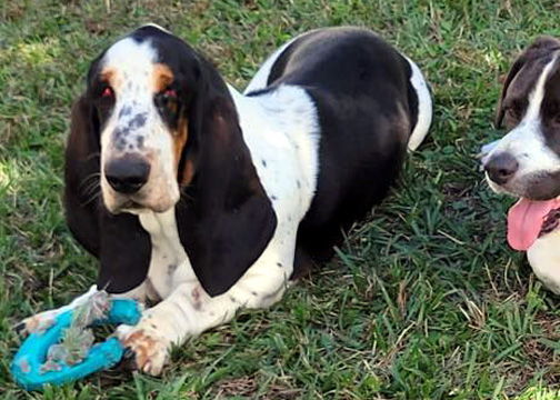 TORBEN - ADOPTION PENDING!