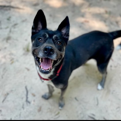 Pepper