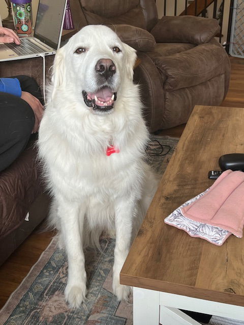 Ghost D6055 - ADOPTION BEING FINALIZED