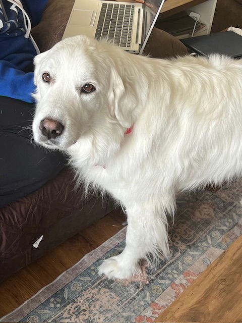 Ghost D6055 - ADOPTION BEING FINALIZED