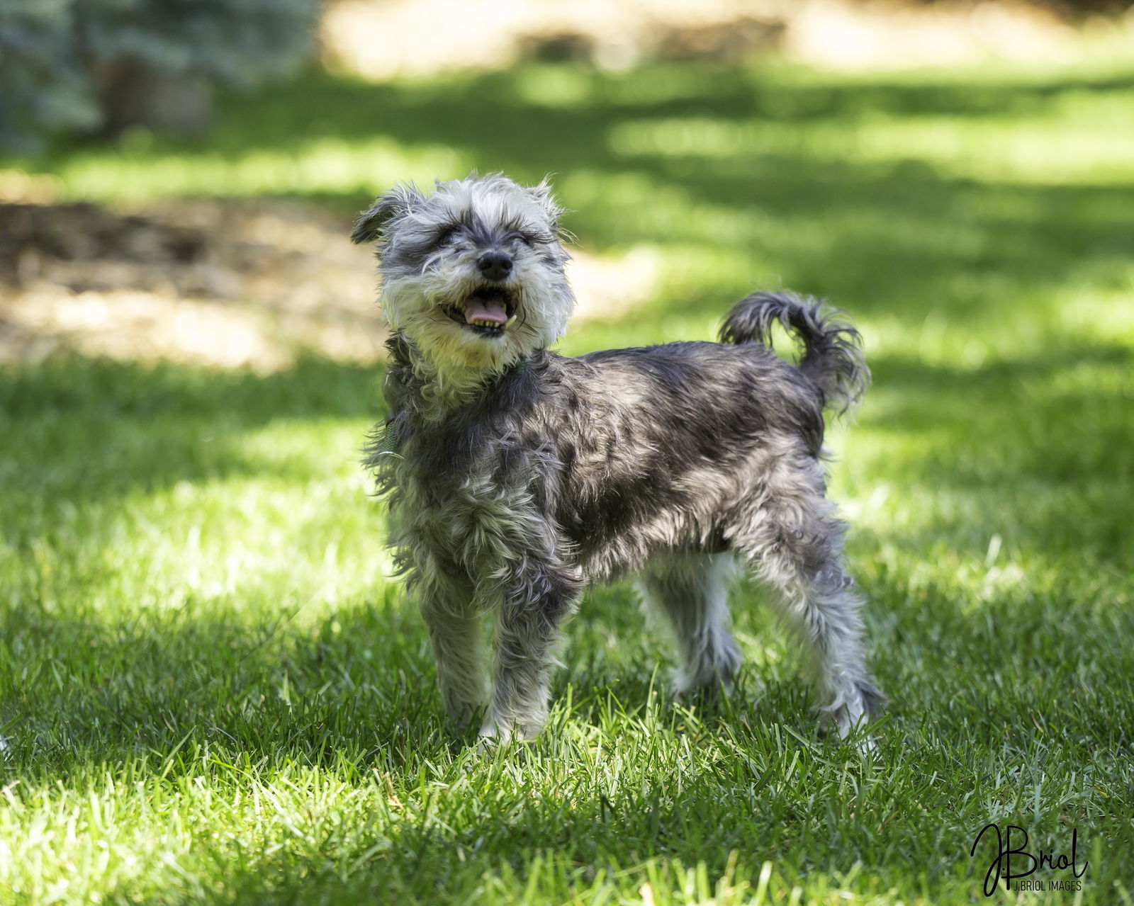 Gigi D6051, an adoptable Schnauzer in minneapolis, MN, 55417 | Photo Image 1