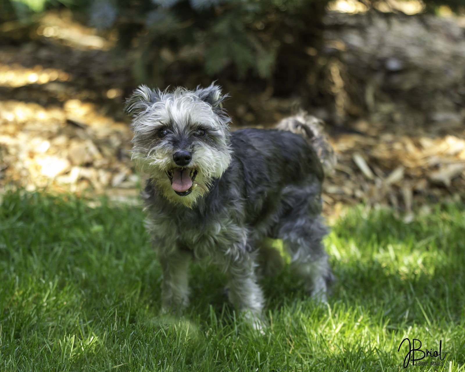 Gigi D6051, an adoptable Schnauzer in minneapolis, MN, 55417 | Photo Image 2