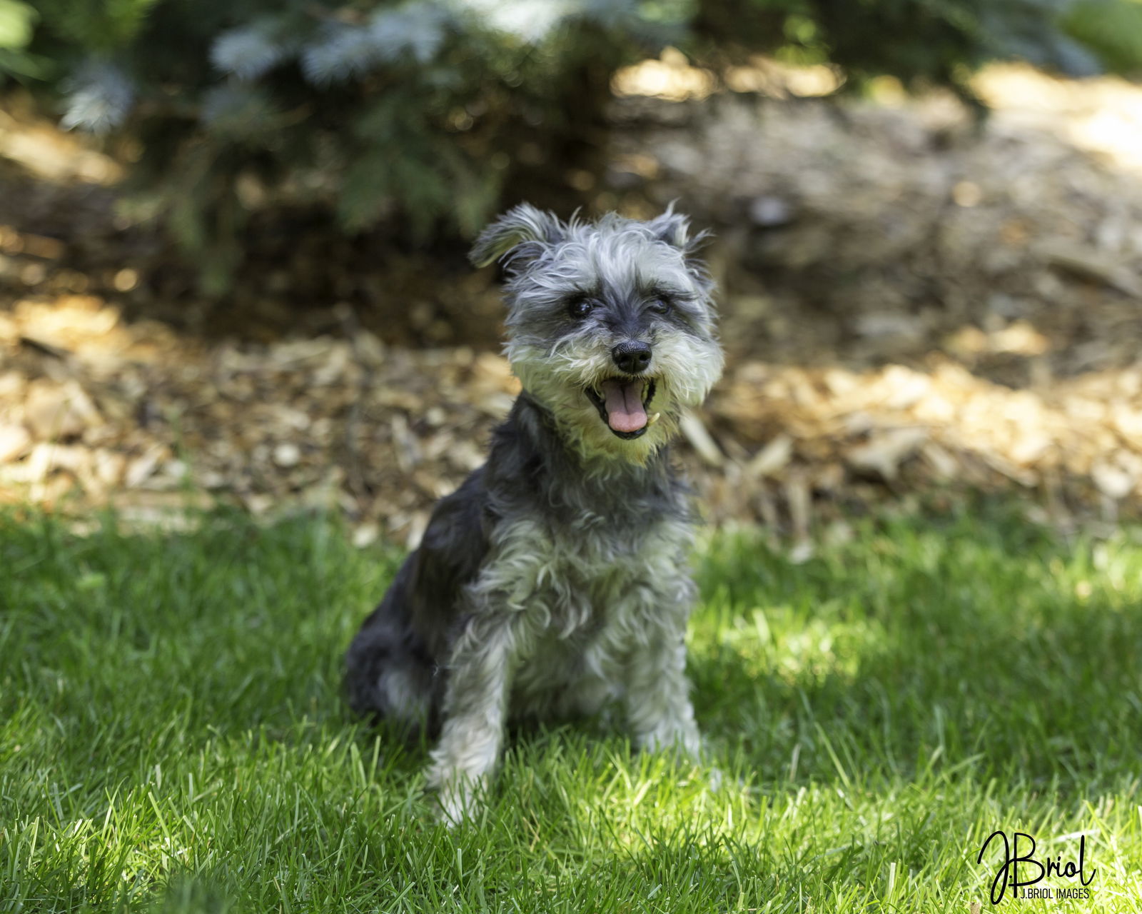 Gigi D6051, an adoptable Schnauzer in minneapolis, MN, 55417 | Photo Image 3