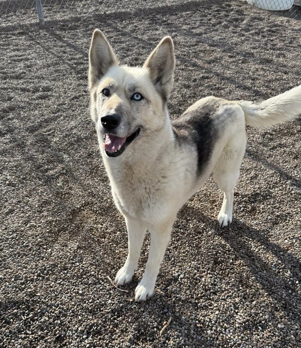 Laika, an adoptable Mixed Breed in Great Falls, MT, 59405 | Photo Image 1