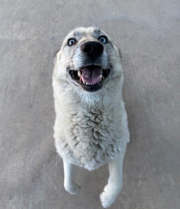 Laika, an adoptable Mixed Breed in Great Falls, MT, 59405 | Photo Image 2