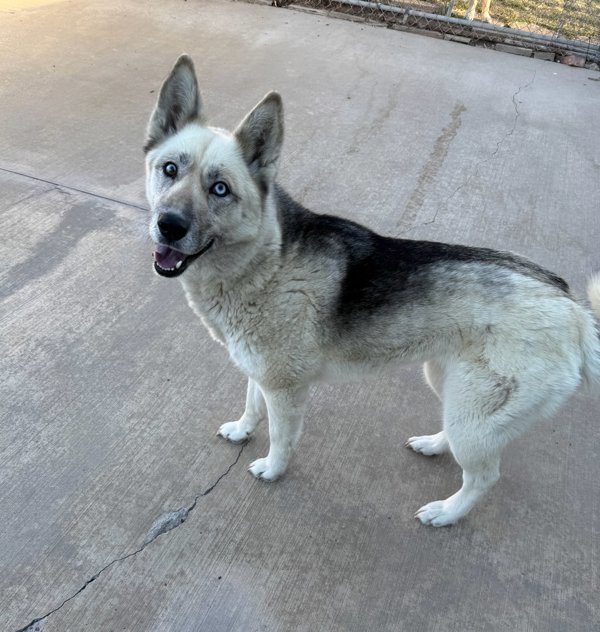 Laika, an adoptable Mixed Breed in Great Falls, MT, 59405 | Photo Image 3