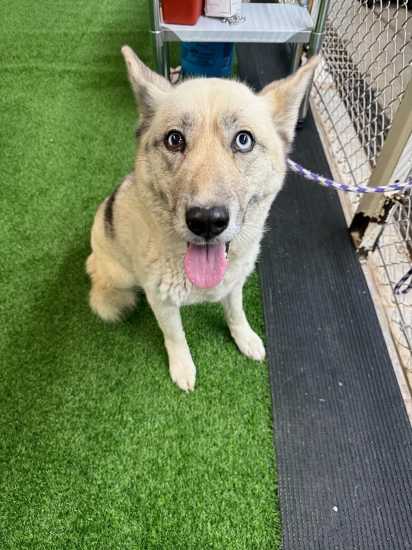 Laika, an adoptable Mixed Breed in Great Falls, MT, 59405 | Photo Image 4