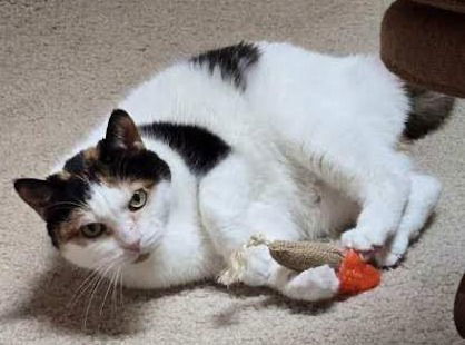 Layla, an adoptable Calico, Domestic Short Hair in Princeton, MN, 55371 | Photo Image 1
