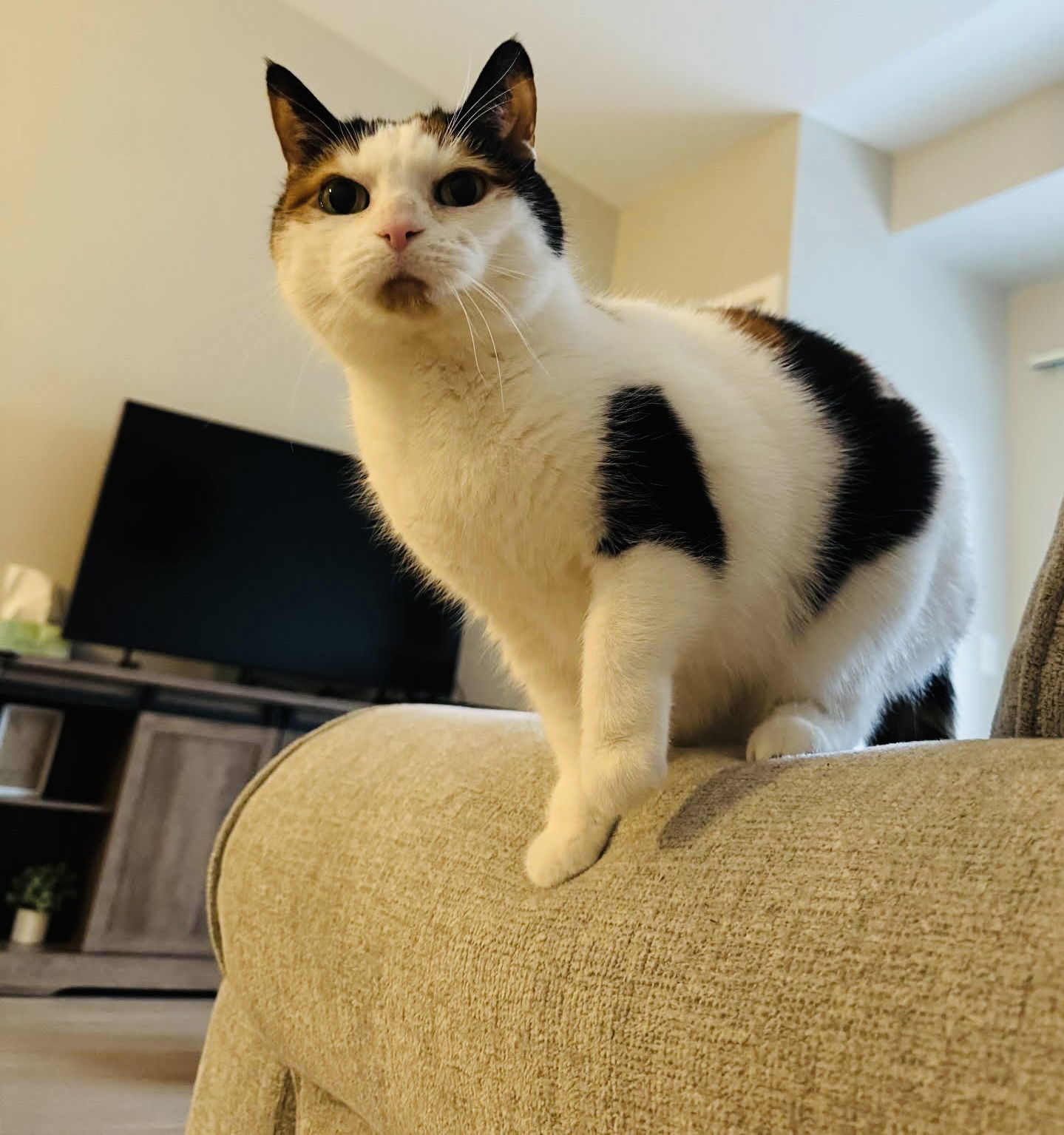 Layla, an adoptable Calico, Domestic Short Hair in Princeton, MN, 55371 | Photo Image 2