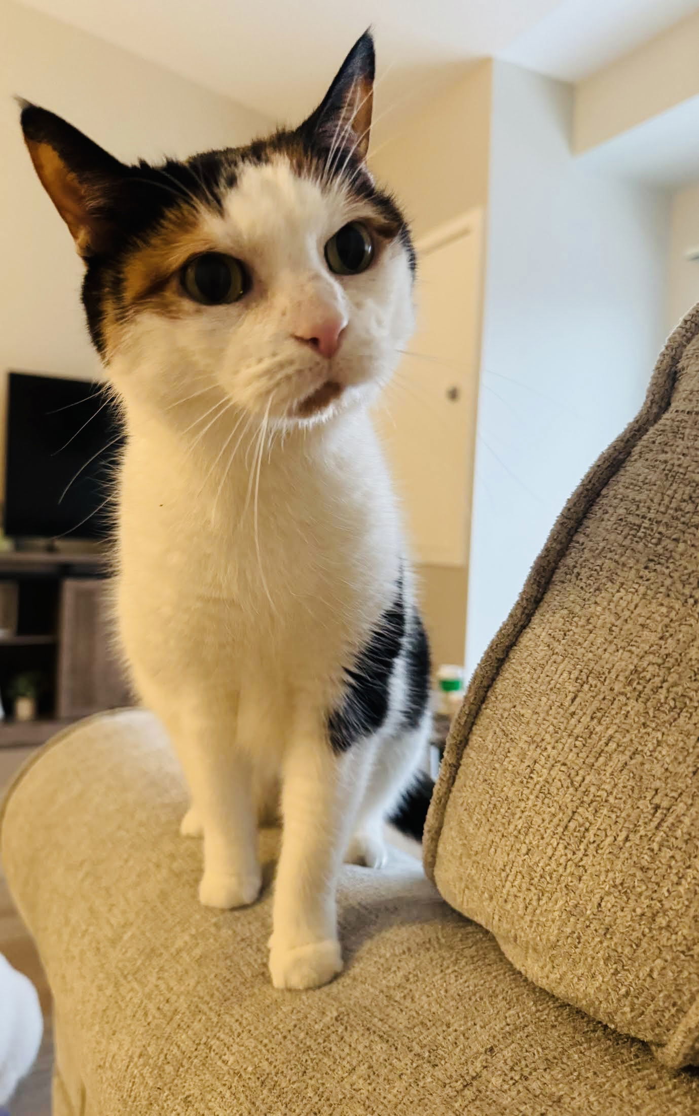Layla, an adoptable Calico, Domestic Short Hair in Princeton, MN, 55371 | Photo Image 3