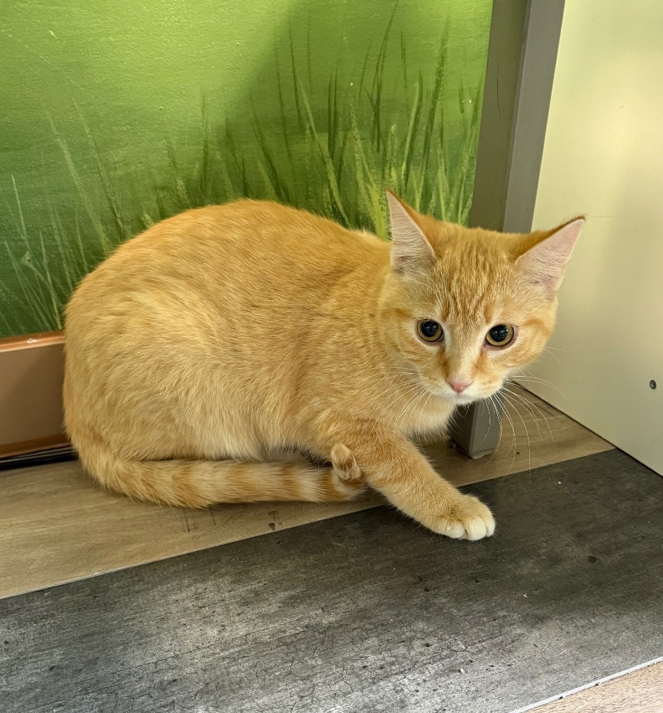 Sol-pur, an adoptable Domestic Short Hair in Winnipeg, MB, R3H 0M1 | Photo Image 1