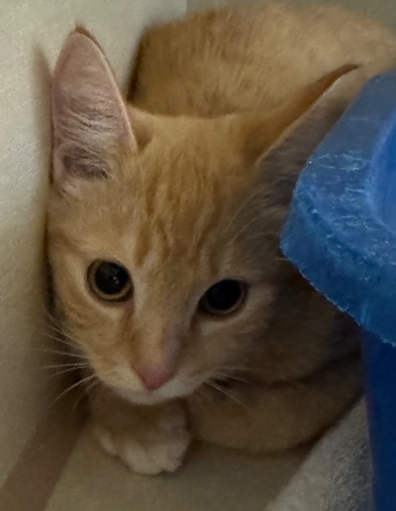 Sol-pur, an adoptable Domestic Short Hair in Winnipeg, MB, R3H 0M1 | Photo Image 2