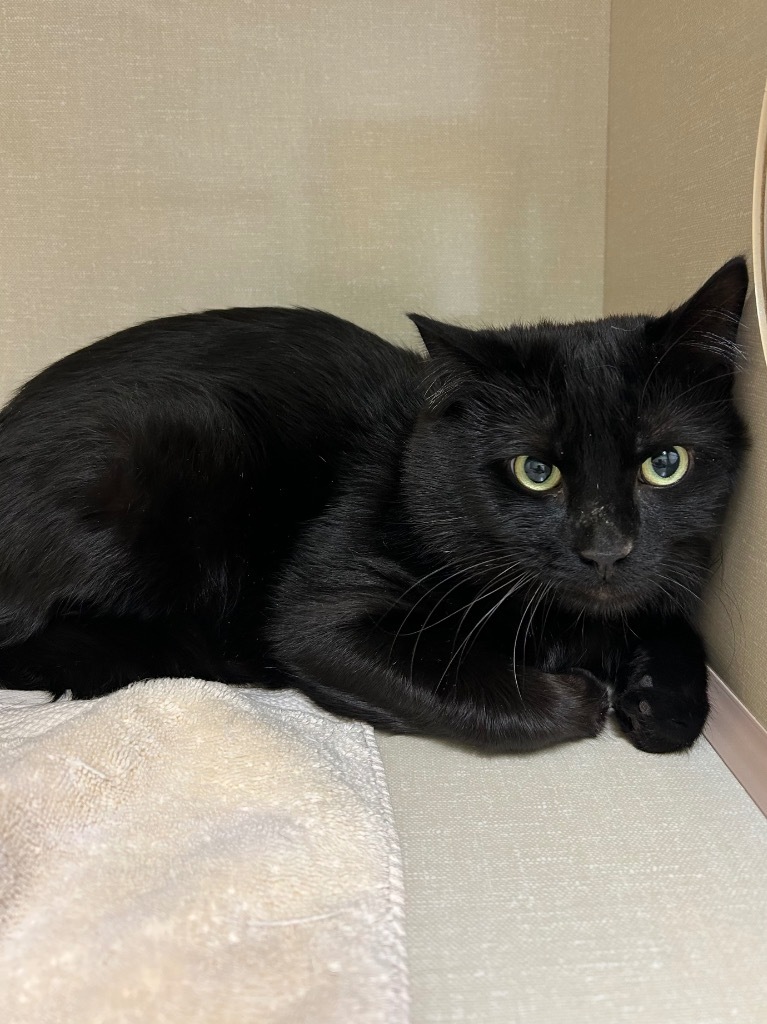 Galway, an adoptable Domestic Short Hair in Winnipeg, MB, R3H 0M1 | Photo Image 1