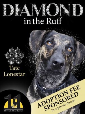 Tate Lonestar