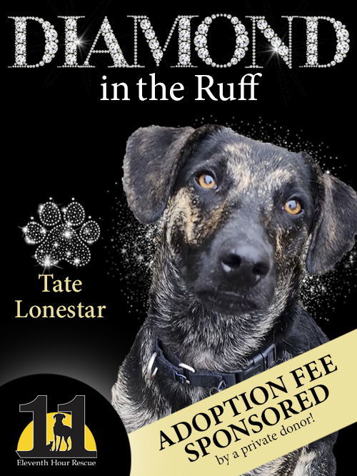 Tate Lonestar 1