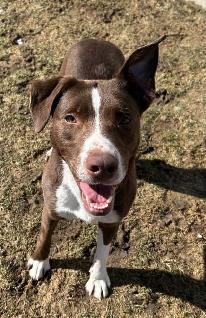 Dolly, an adoptable Cattle Dog, Mixed Breed in Caldwell, ID, 83607 | Photo Image 1