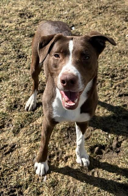 Dolly, an adoptable McNab, Mixed Breed in Caldwell, ID, 83607 | Photo Image 2