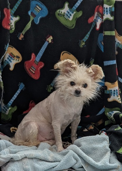 Toto