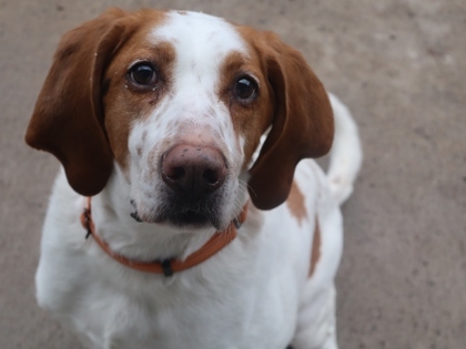 Paisley *Sponsored*, an adoptable Bloodhound, Coonhound in Rhinelander, WI, 54501 | Photo Image 1