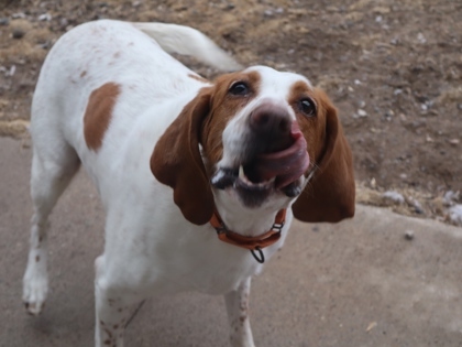 Paisley *Sponsored*, an adoptable Bloodhound, Coonhound in Rhinelander, WI, 54501 | Photo Image 2