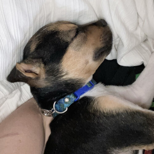 Buddy