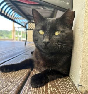 Belfast Domestic Short Hair Cat
