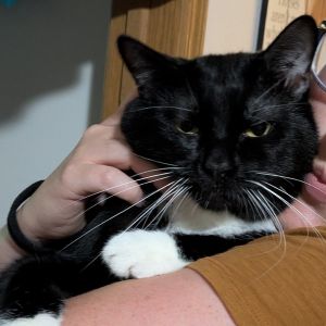 Zenry, Adult Male Domestic Short Hair