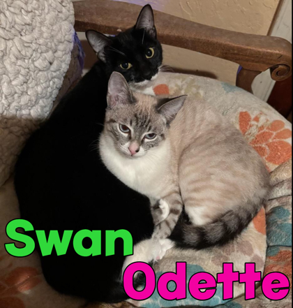 Odette, an adoptable Snowshoe, Domestic Short Hair in Encinitas, CA, 92023 | Photo Image 1
