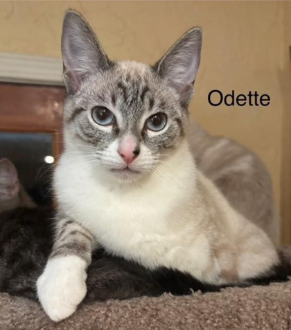 Odette, an adoptable Snowshoe, Domestic Short Hair in Encinitas, CA, 92023 | Photo Image 2