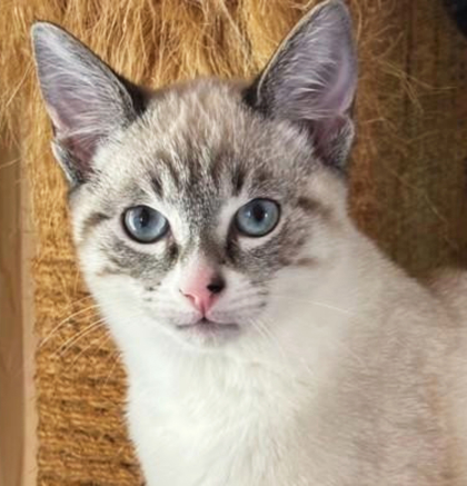 Odette, an adoptable Snowshoe, Domestic Short Hair in Encinitas, CA, 92023 | Photo Image 3