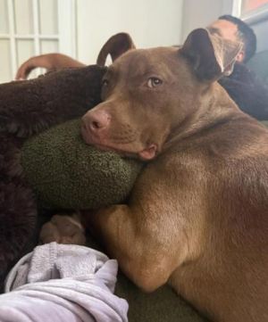 Nala (formerly Quad) (in Foster) Terrier Dog
