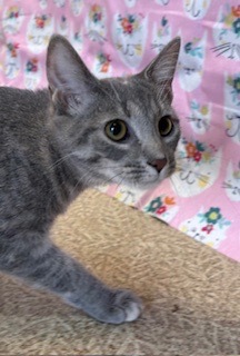 Bella