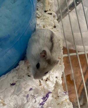 Roquefort, Young Male Hamster