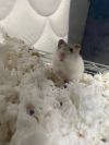 Roquefort photo 3
