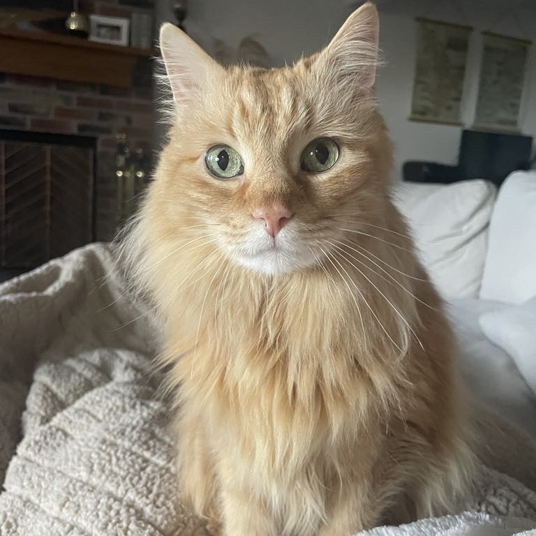 Peaches, an adoptable Domestic Long Hair in Wichita, KS, 67208 | Photo Image 1