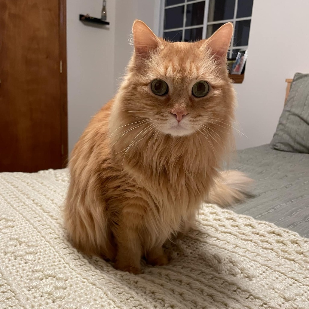 Peaches, an adoptable Domestic Long Hair in Wichita, KS, 67208 | Photo Image 2