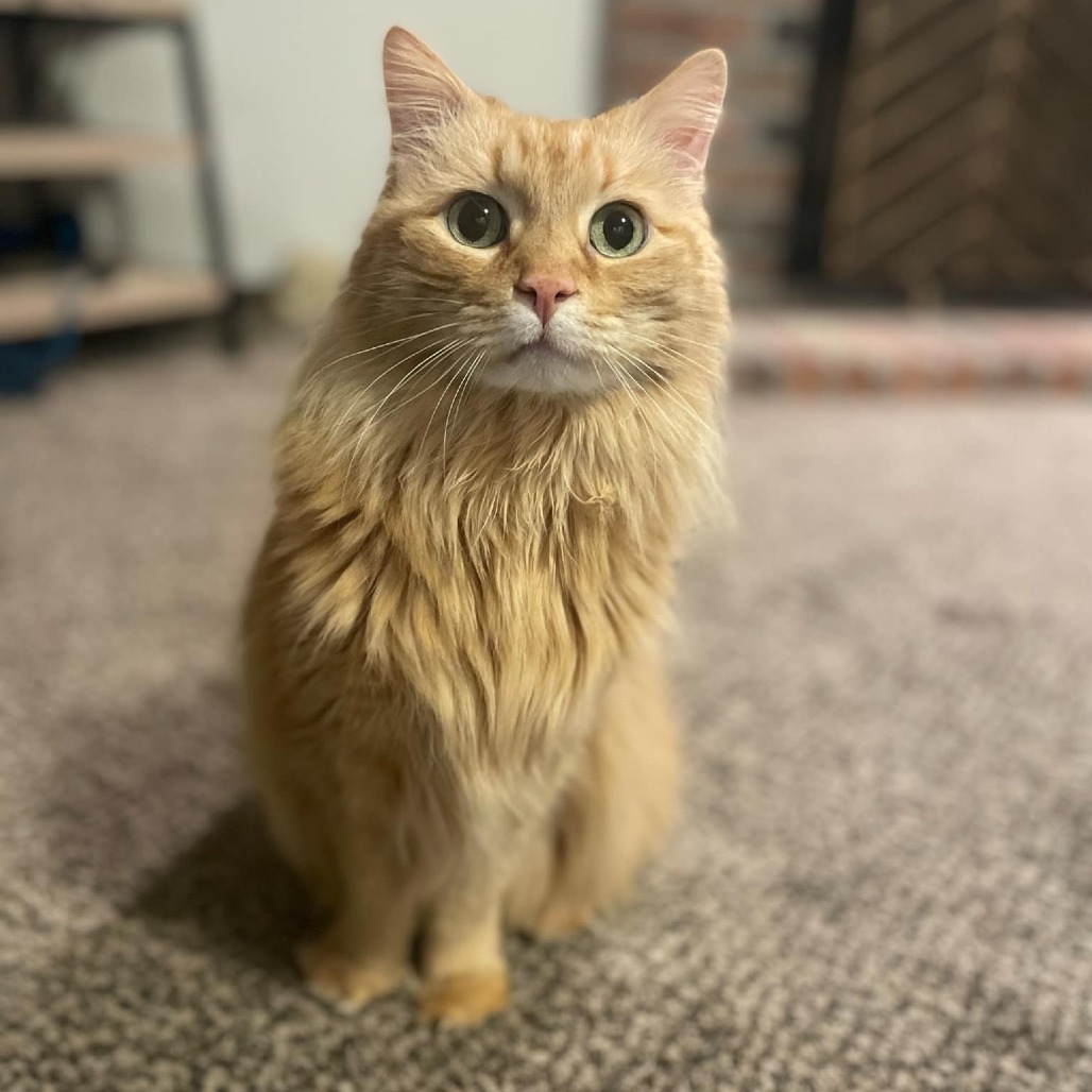Peaches, an adoptable Domestic Long Hair in Wichita, KS, 67208 | Photo Image 3
