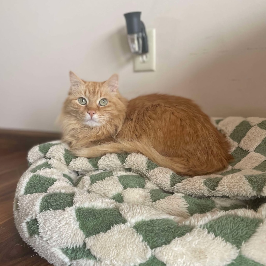 Peaches, an adoptable Domestic Long Hair in Wichita, KS, 67208 | Photo Image 4