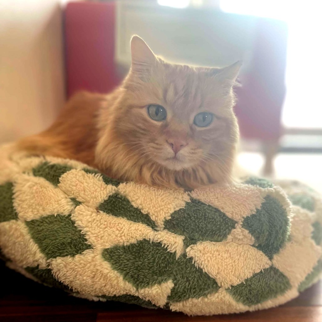 Peaches, an adoptable Domestic Long Hair in Wichita, KS, 67208 | Photo Image 5