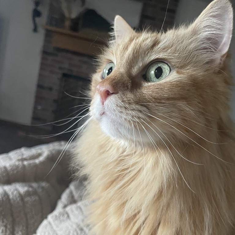 Peaches, an adoptable Domestic Long Hair in Wichita, KS, 67208 | Photo Image 6