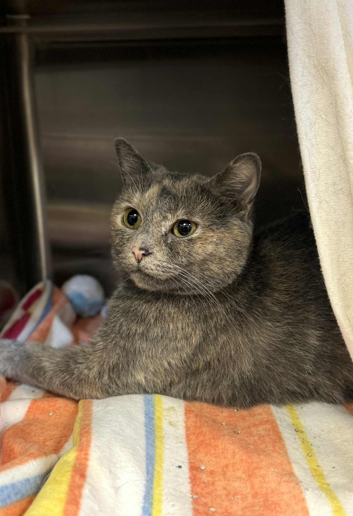 Cally, an adoptable Domestic Short Hair in Grand Forks, ND, 58203 | Photo Image 1