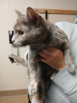 Cally, an adoptable Domestic Short Hair in Grand Forks, ND, 58203 | Photo Image 2