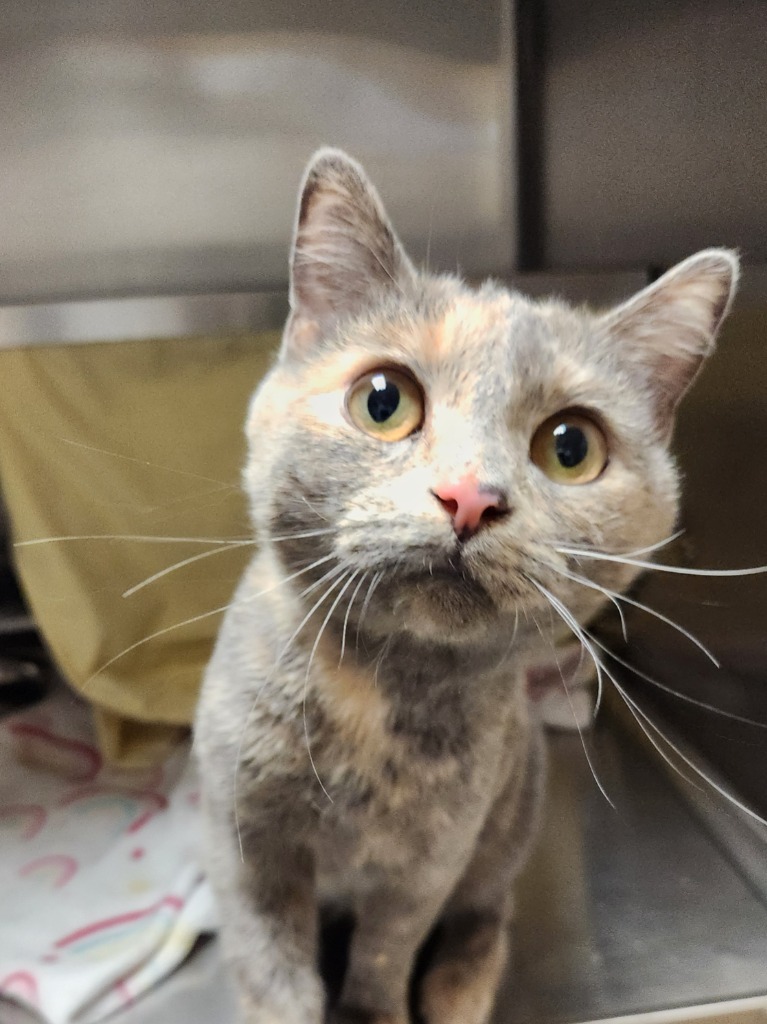 Cally, an adoptable Domestic Short Hair in Grand Forks, ND, 58203 | Photo Image 3