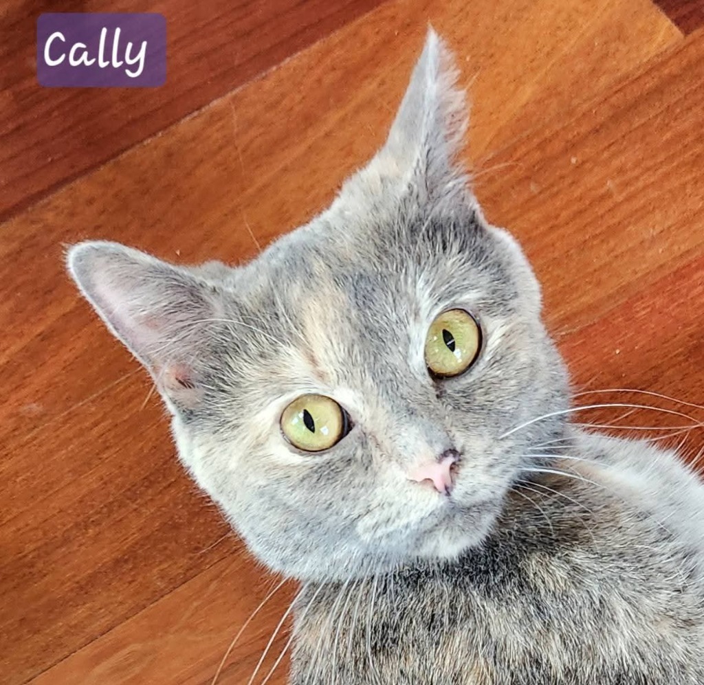 Cally, an adoptable Domestic Short Hair in Grand Forks, ND, 58203 | Photo Image 4