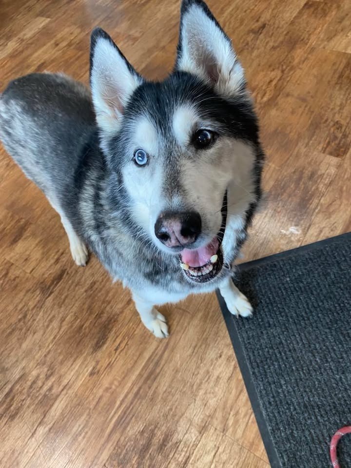 Loki, an adoptable Husky in Elbow Lake, MN, 56531 | Photo Image 1