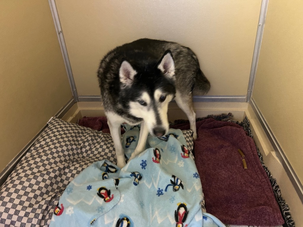 Loki, an adoptable Husky in Elbow Lake, MN, 56531 | Photo Image 2