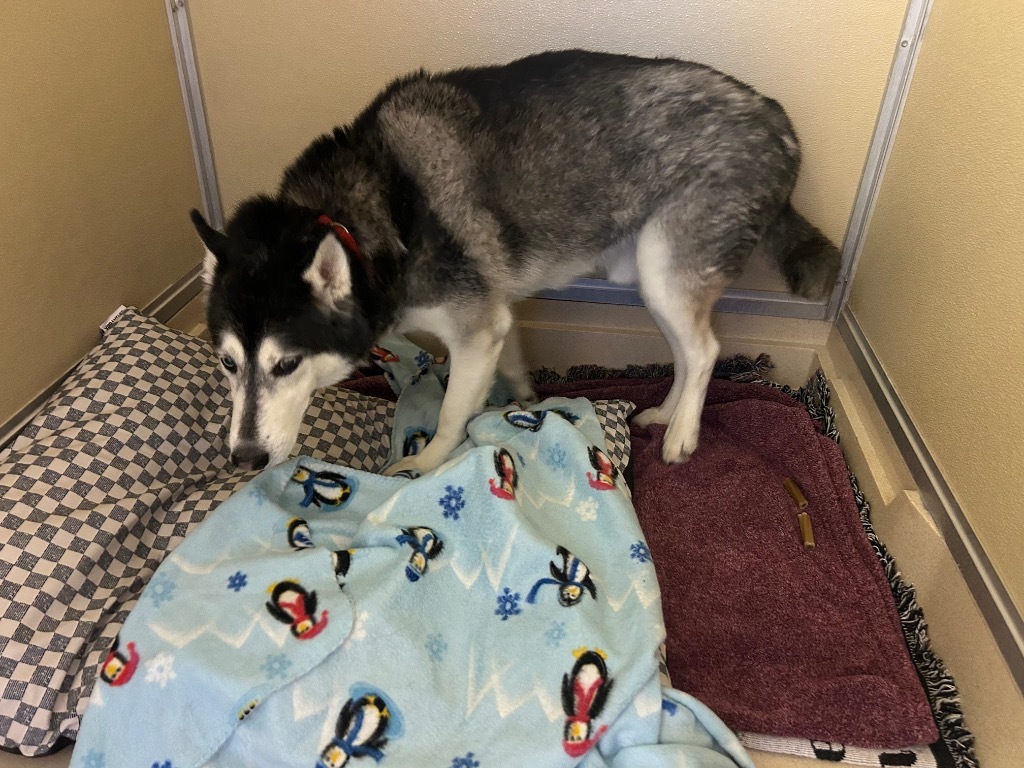 Loki, an adoptable Husky in Elbow Lake, MN, 56531 | Photo Image 3