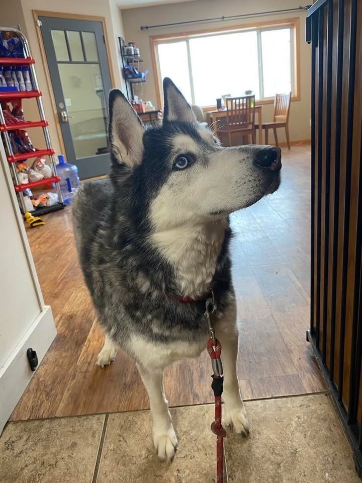 Loki, an adoptable Husky in Elbow Lake, MN, 56531 | Photo Image 4